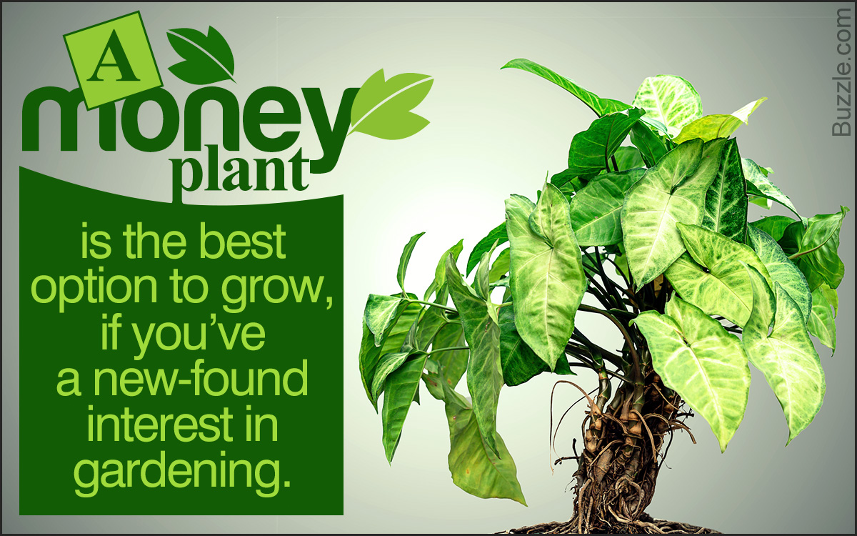 The Ultimate Money Plant Care Guide For Beginners