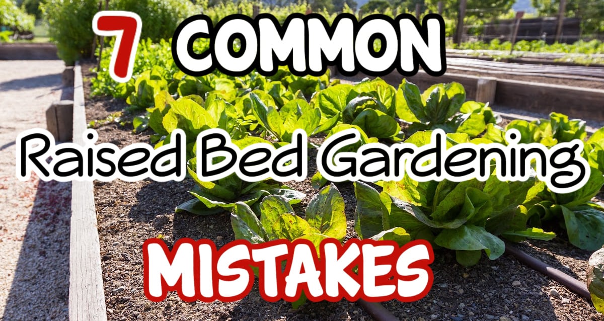 Raised Bed Gardening Mistakes to Avoid