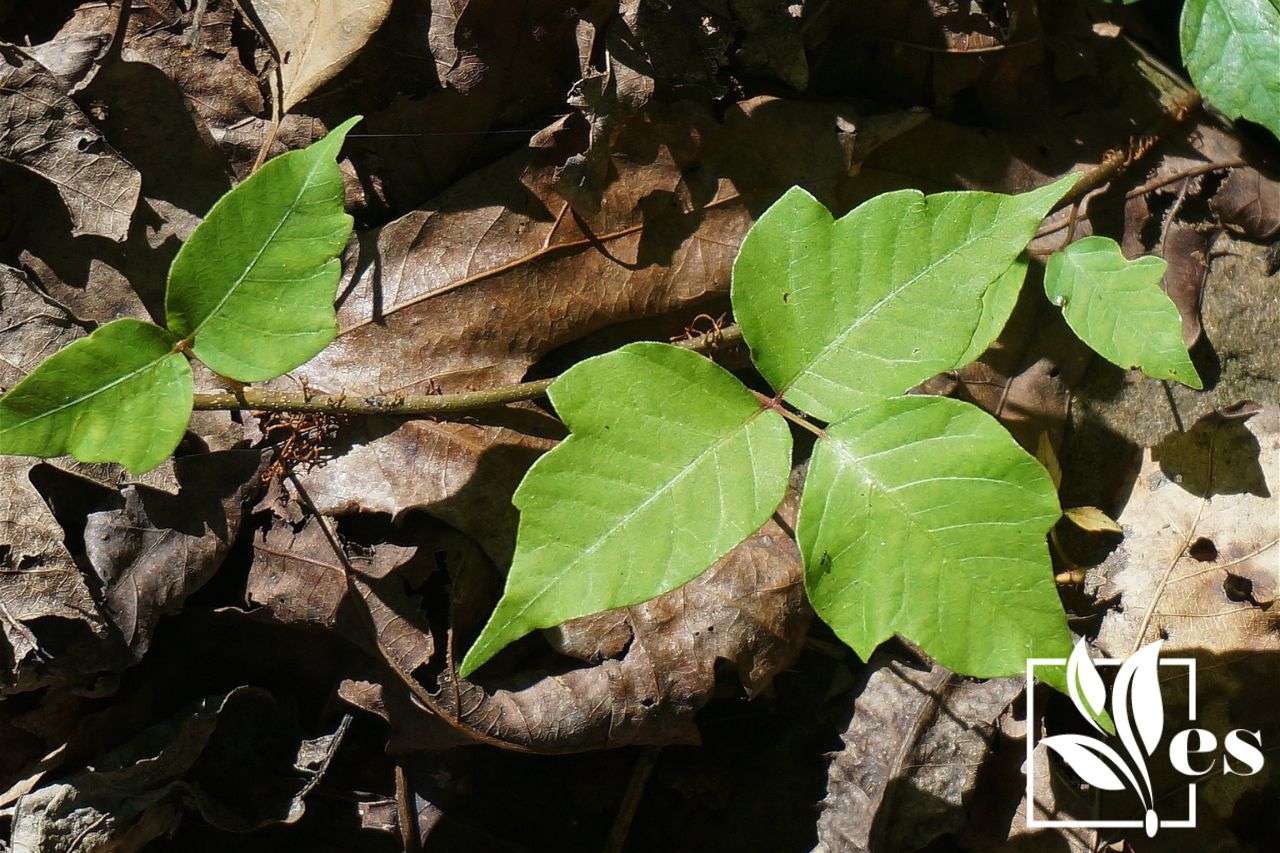 How to Control Poison Ivy in Your Garden Without Damaging Other Plants