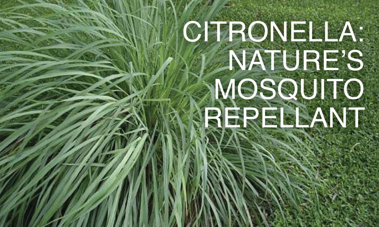 Citronella vitality