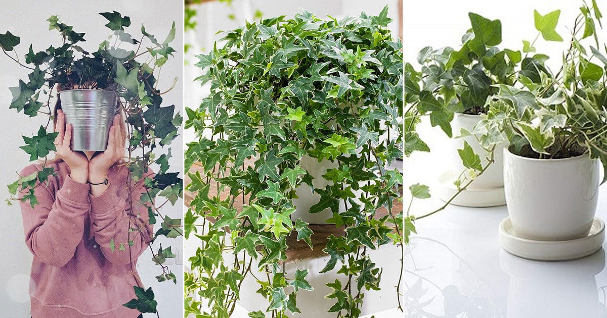 The Easiest Ivy Propagation Techniques for Indoor & Outdoor Success