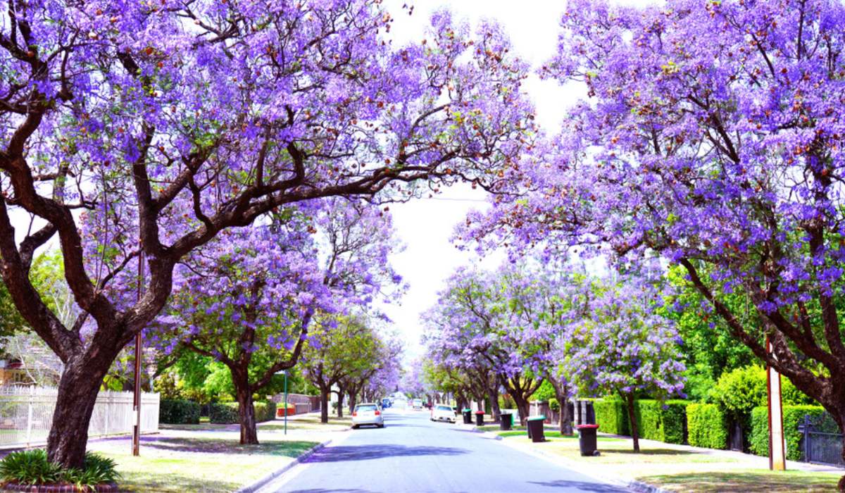 How to Create a Stunning Outdoor Space with Jacaranda Tree: Expert Growing Tips