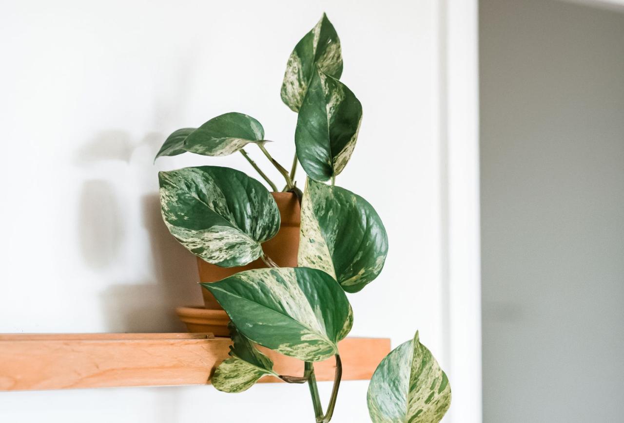 The Best Houseplants for Beginner Gardeners: Easy Care, Thriving Indoor Greenery