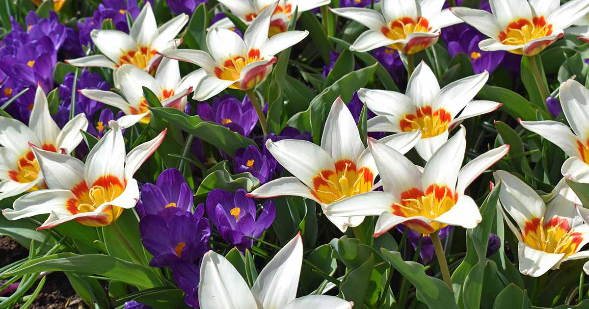 How To Naturalize Spring Flowering Bulbs By Planting Them In Fall