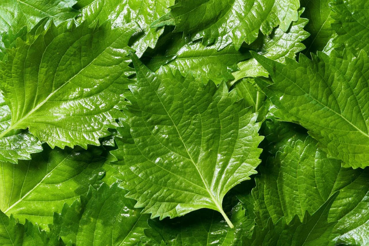 How to Cook with Perilla Leaf: Essential Tips for Creating Fresh and Flavorful Dishes