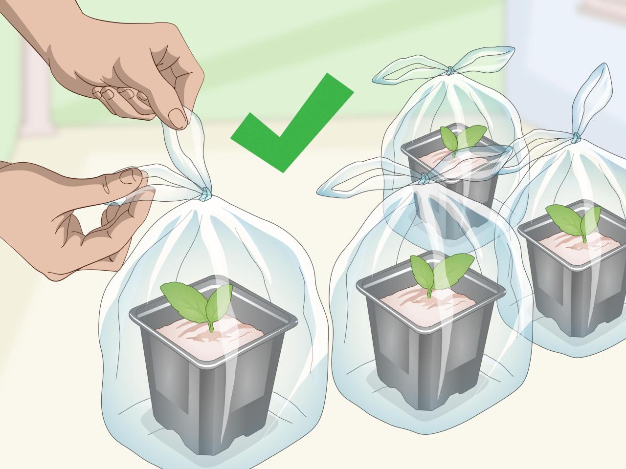 Learn How to Propagate African Violets with Zero Effort