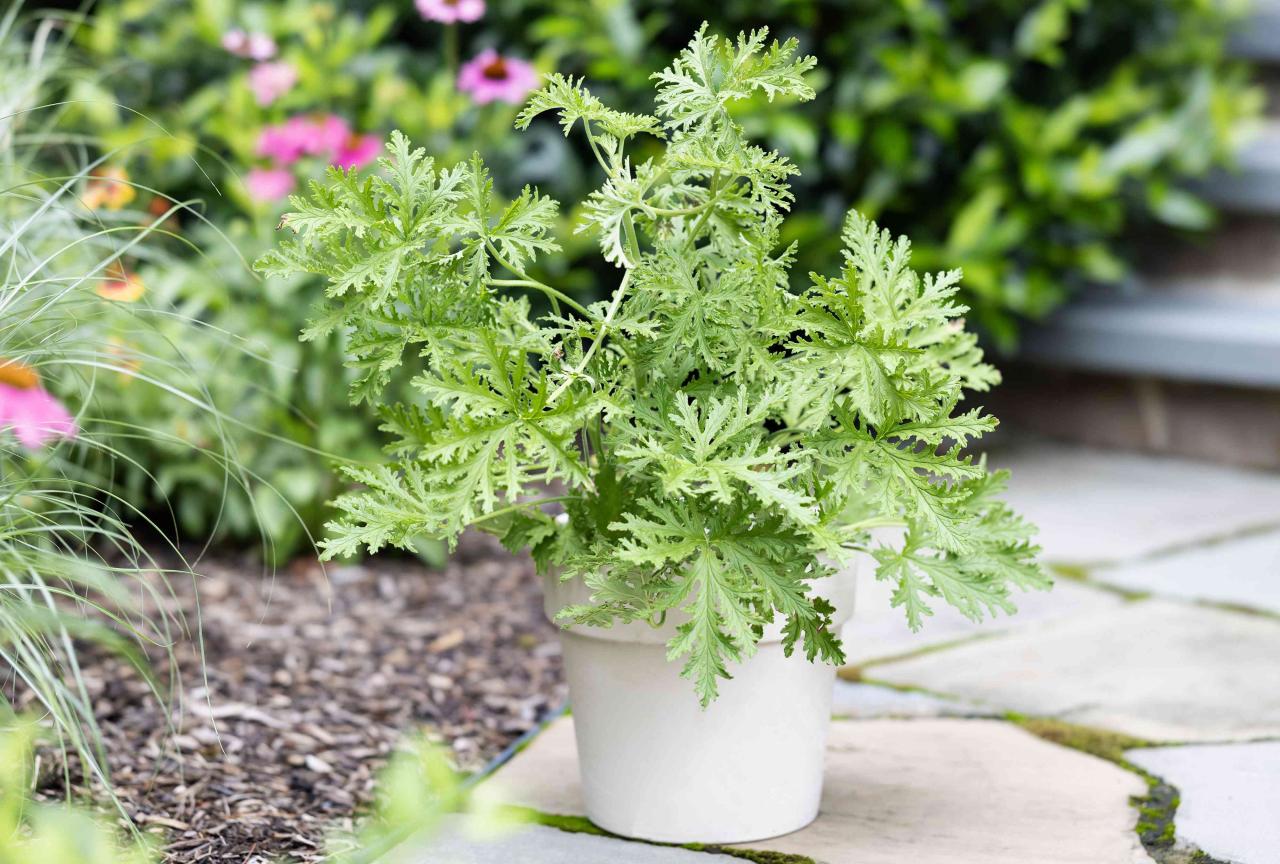 Citronella Plant Magic: Essential Tips for Growing and Using This Powerful Herb