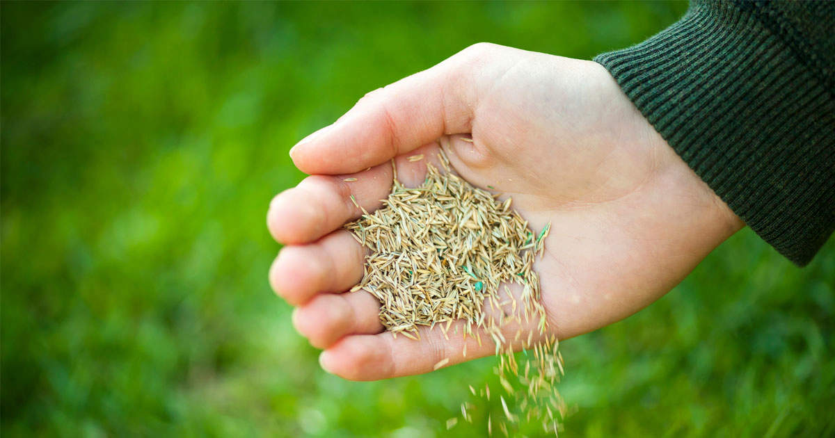 Discover the Best Time to Plant Grass Seed for Optimal Lawn Health