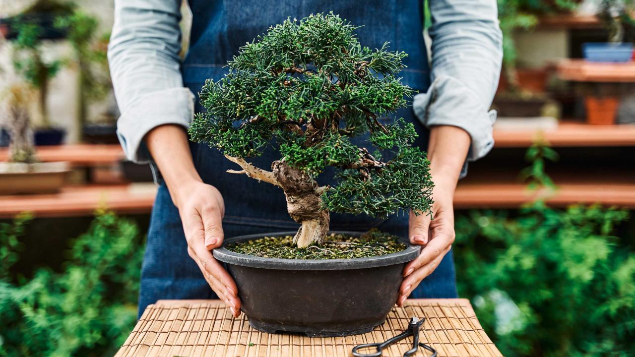 How To Properly Care For A Bonsai Tree: A Comprehensive Guide