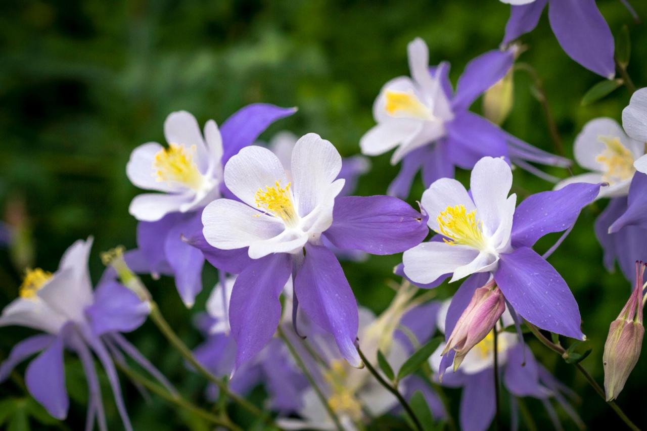 Columbine Plants: The Secret to a Stunning Garden