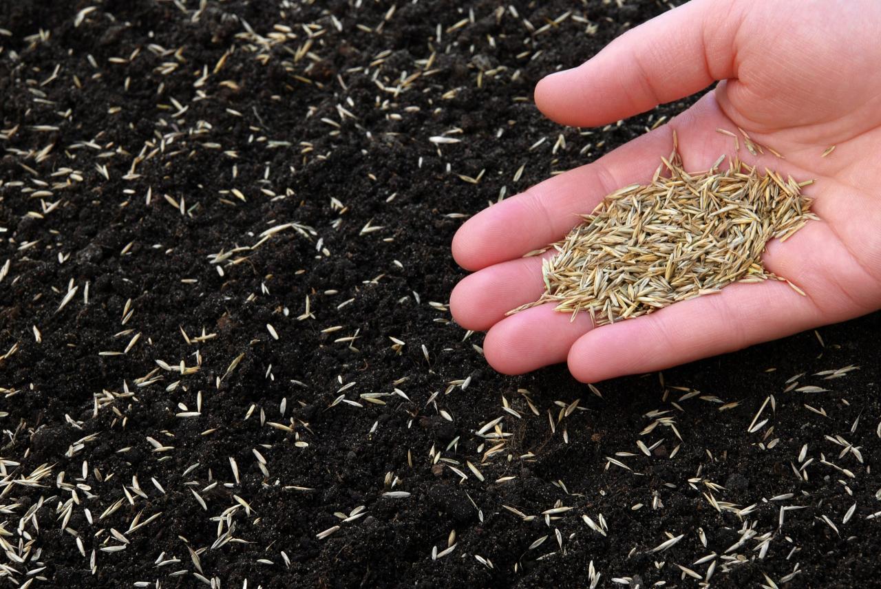 The Essential Guide to Sowing Grass Seed at the Right Time in the UK