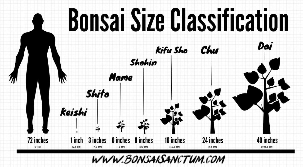 How to Choose the Perfect Bonsai Pot Size for Your Tree