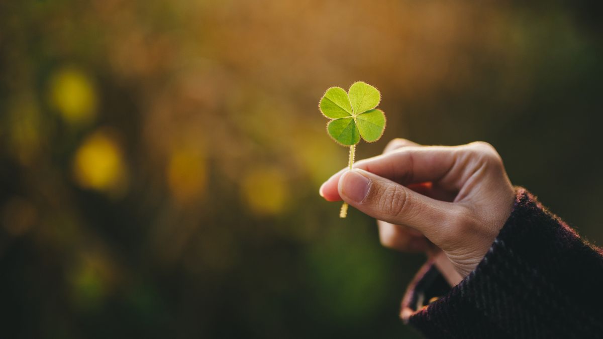 How to Find and Cultivate Four Leaf Clovers for Good Fortune