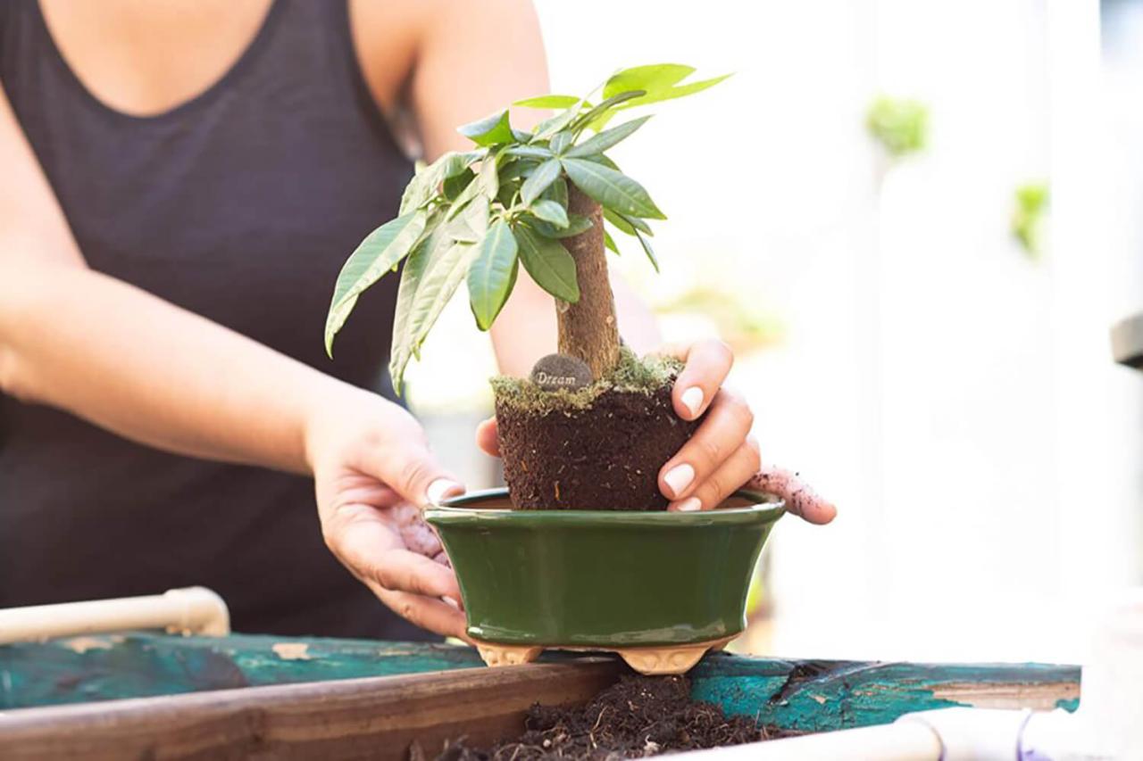 Bonsai Pots: Selecting the Right Size and Shape