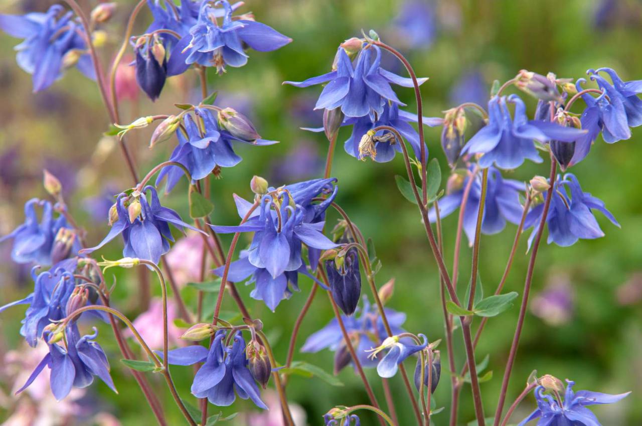 Columbine Plants: The Secret to a Stunning Garden