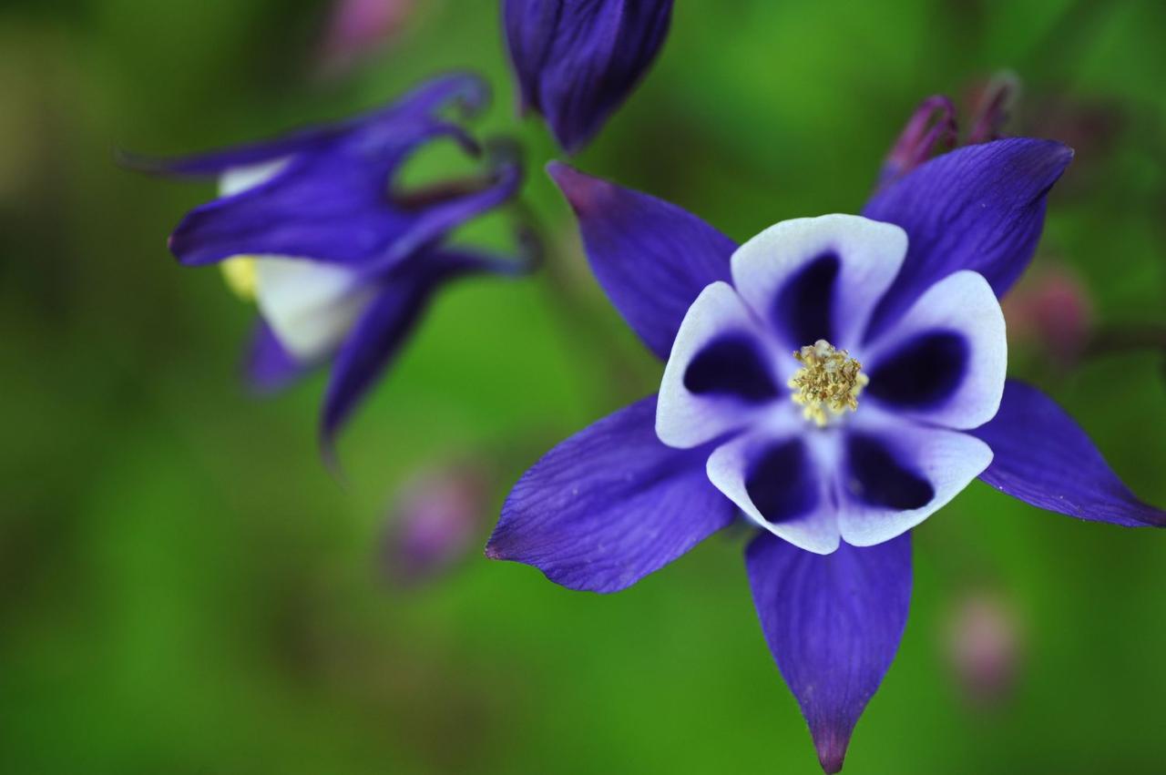 Plants columbine garden