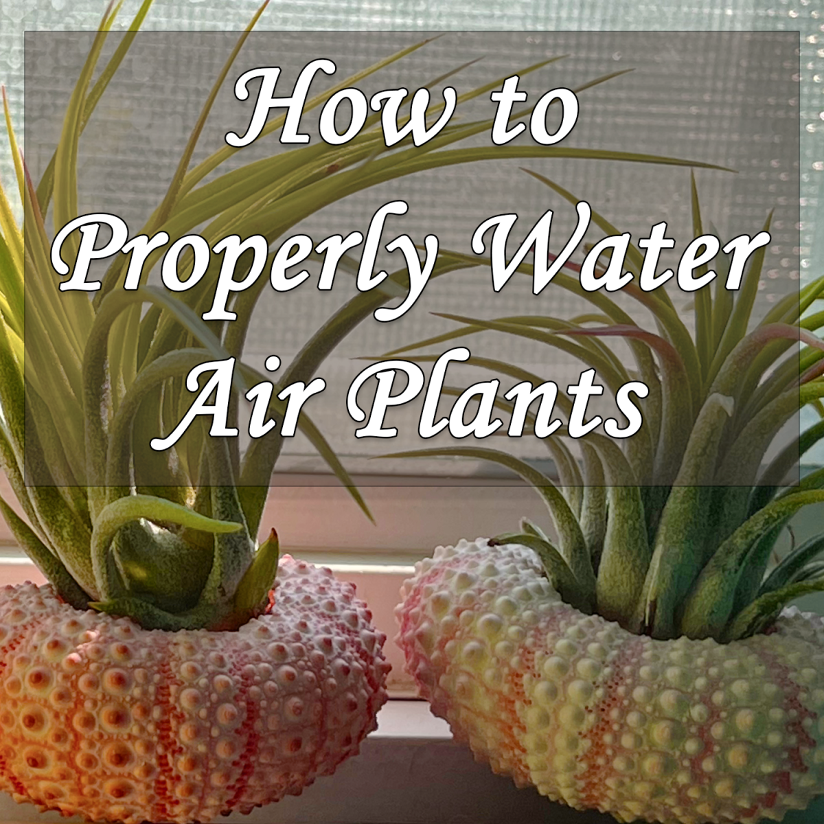 The Right Watering Schedule for Your Air Plants