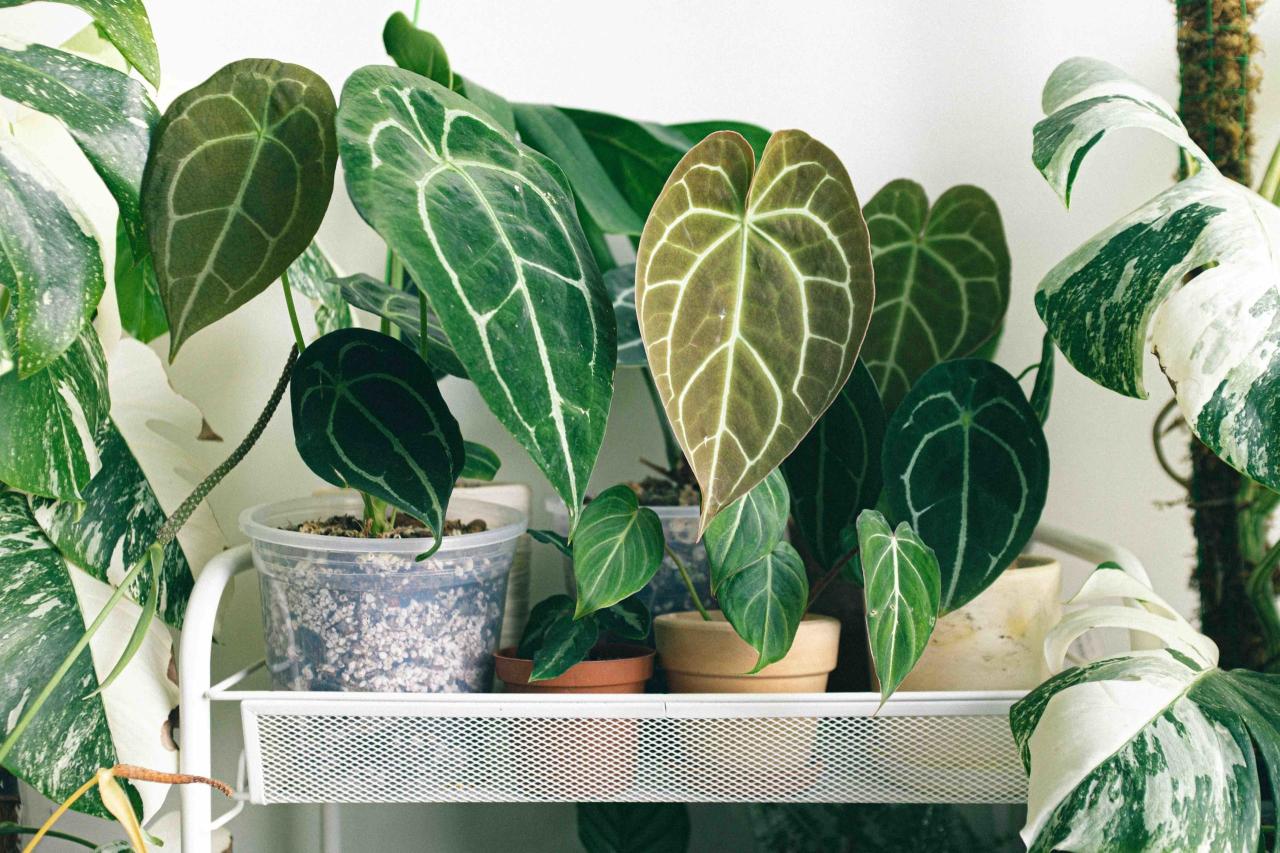 Common Houseplants That Are Perfect for Beginners