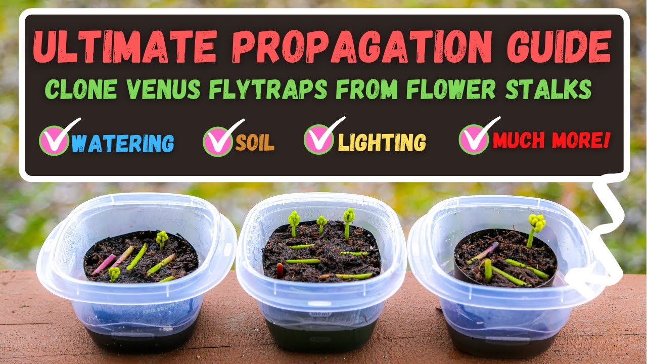 From Seed to Fly Trap: The Complete Propagation Guide