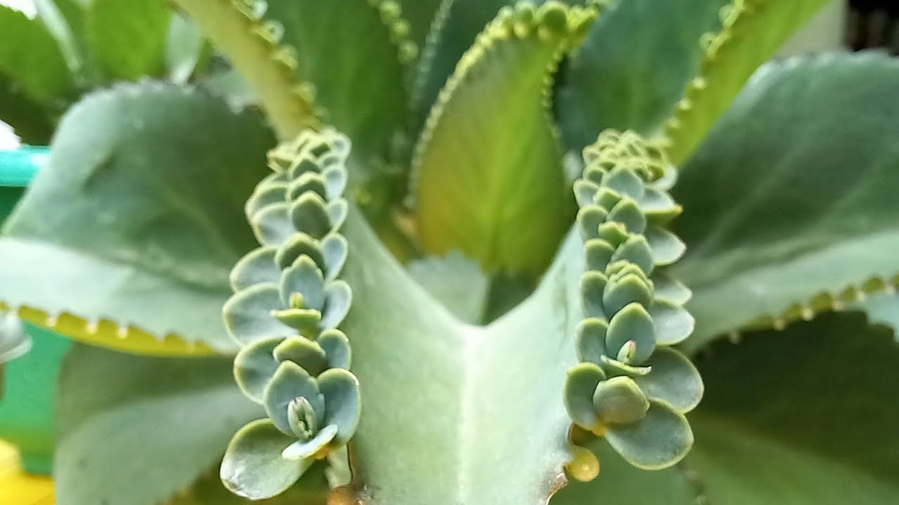 Propagate Mother of Thousands: A Step-by-Step Guide