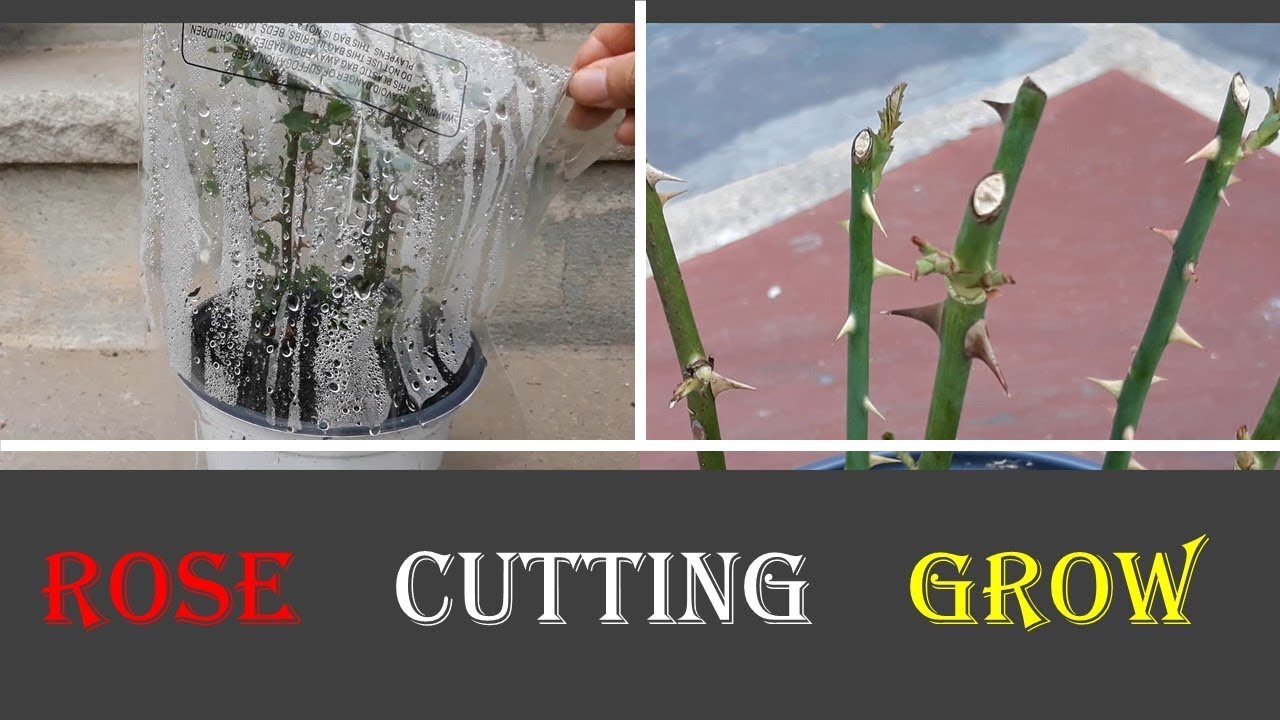 Secrets Revealed: Propagate Roses From Cuttings for Unbelievable Growth