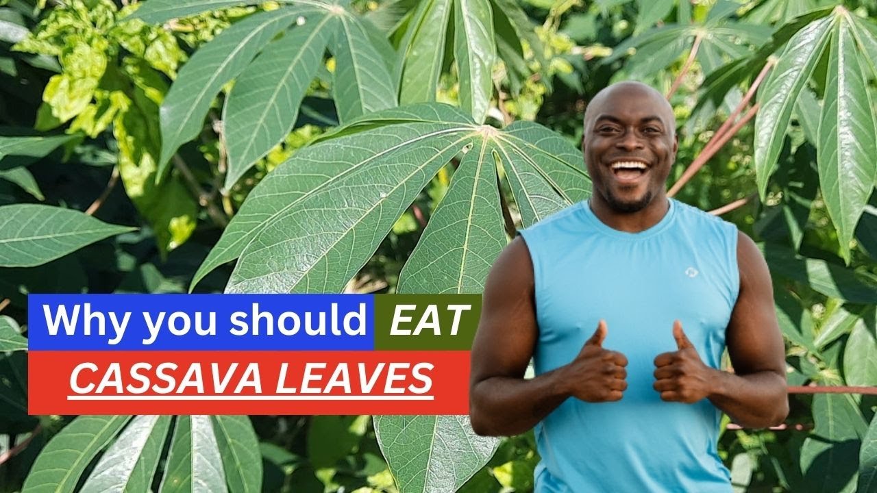 Why Cassava Leaf is a Must-Have Ingredient in Your Healthy Recipes