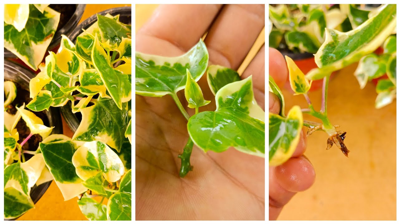 The Easiest Ivy Propagation Techniques for Indoor & Outdoor Success