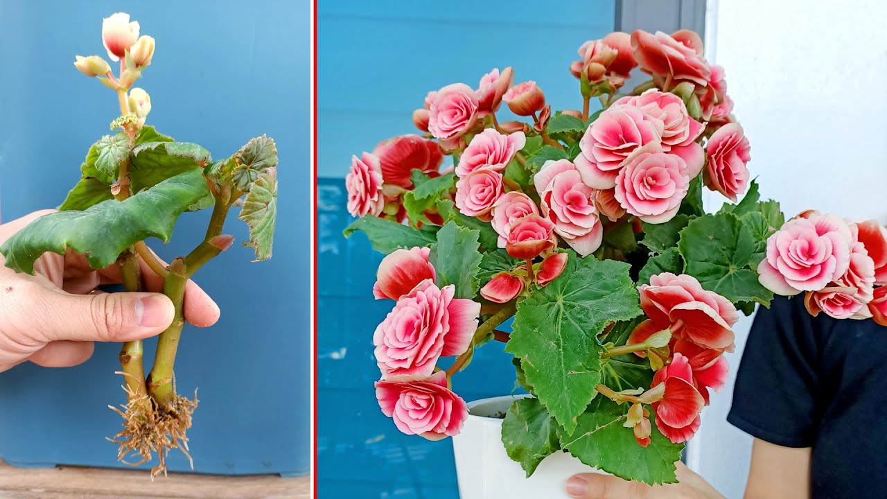 How To Propagate Begonia and Enjoy a Blooming Indoor Oasis