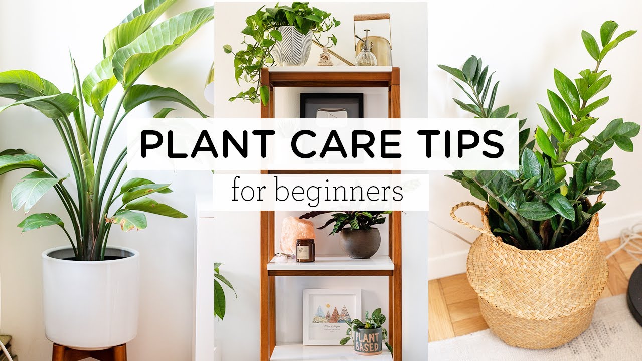 A Beginner’s Guide to Large Indoor Plant Care