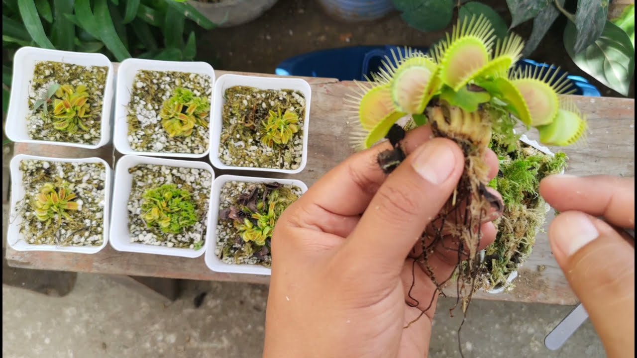 Learn How to Propagate Venus Fly Traps Without Any Failures!