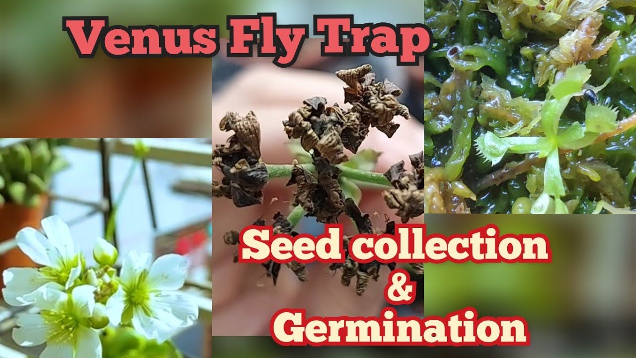 From Seed to Fly Trap: The Complete Propagation Guide