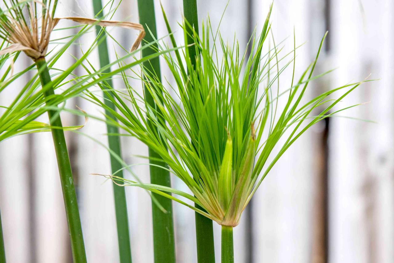 Papyrus Plant Benefits: How to Grow and Utilize This Herb for Maximum Garden Impact