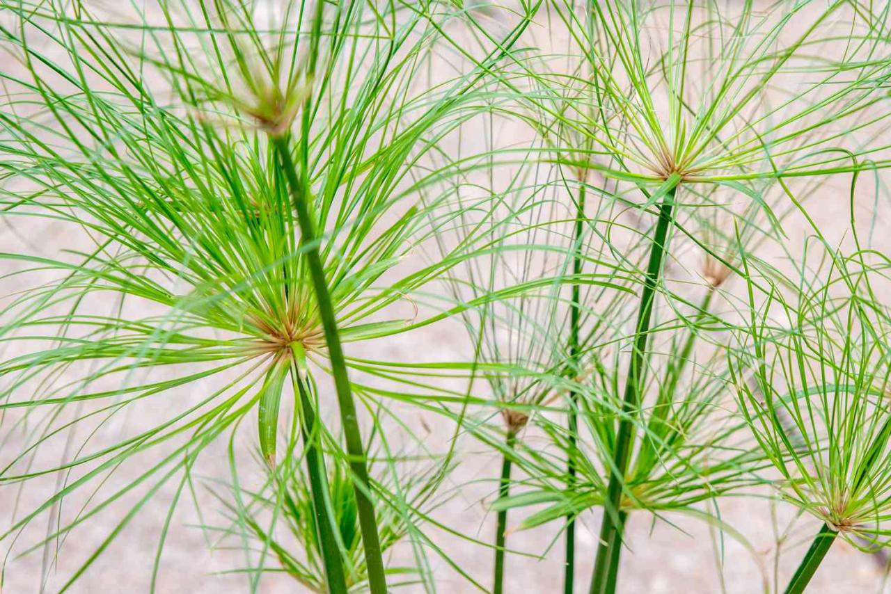 Papyrus Plant Benefits: How to Grow and Utilize This Herb for Maximum Garden Impact