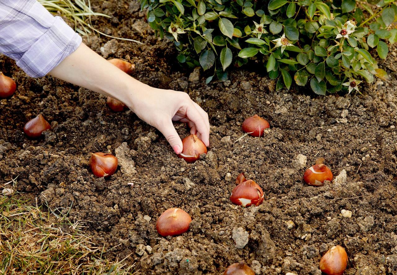 Create A Stunning Spring Display By Planting Bulbs In Fall