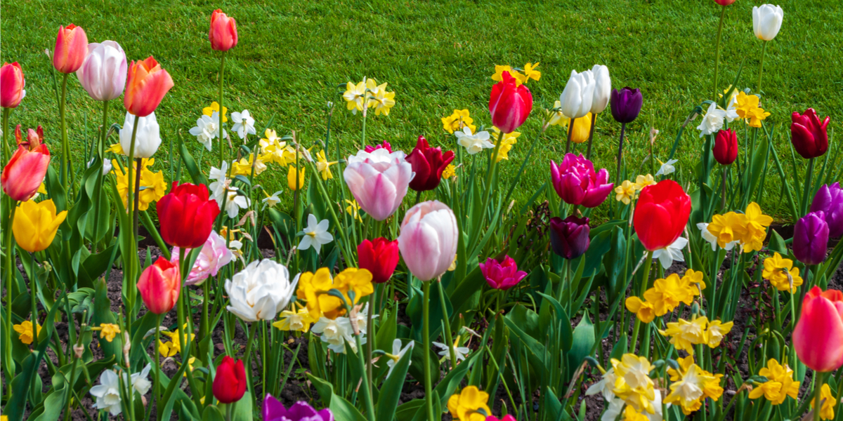 Create A Stunning Spring Display By Planting Bulbs In Fall