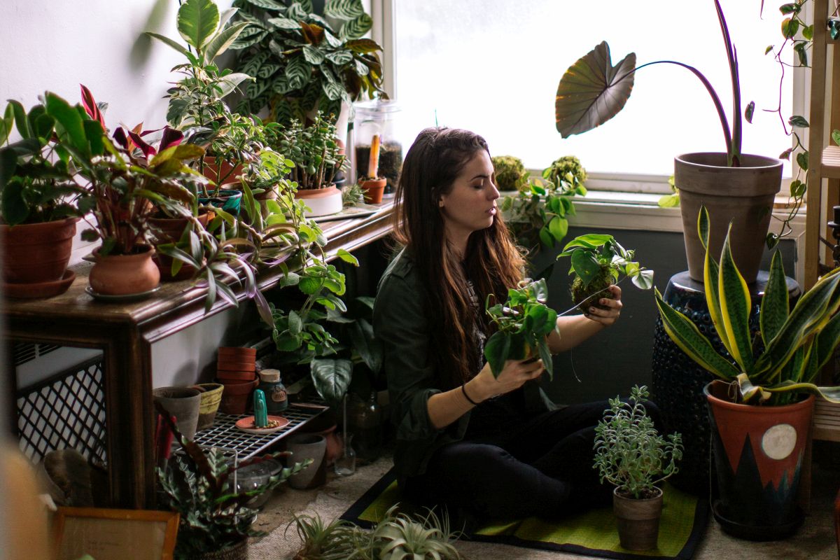 A Beginner’s Guide to Large Indoor Plant Care