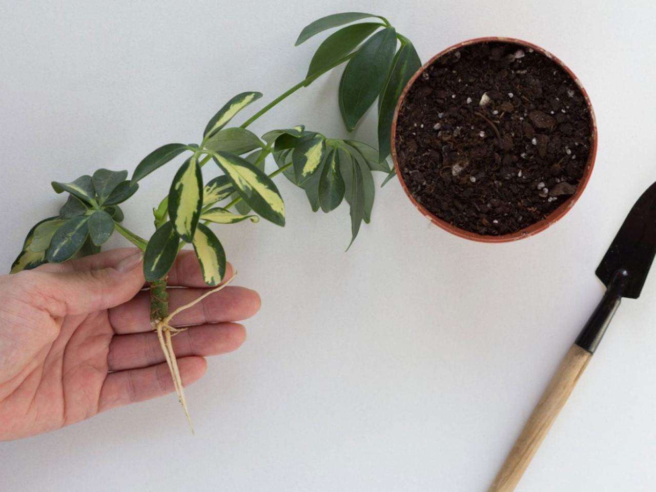 Master Schefflera Propagation for a Thriving Indoor Garden