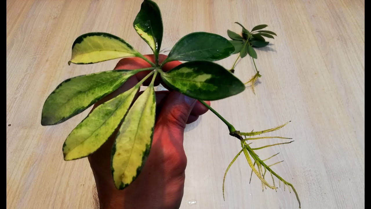 Easily Propagate Schefflera: Tips and Techniques for Success