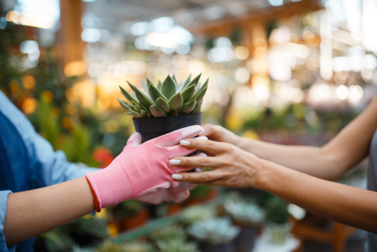 Why Hanging Plants Make Great Housewarming Gifts