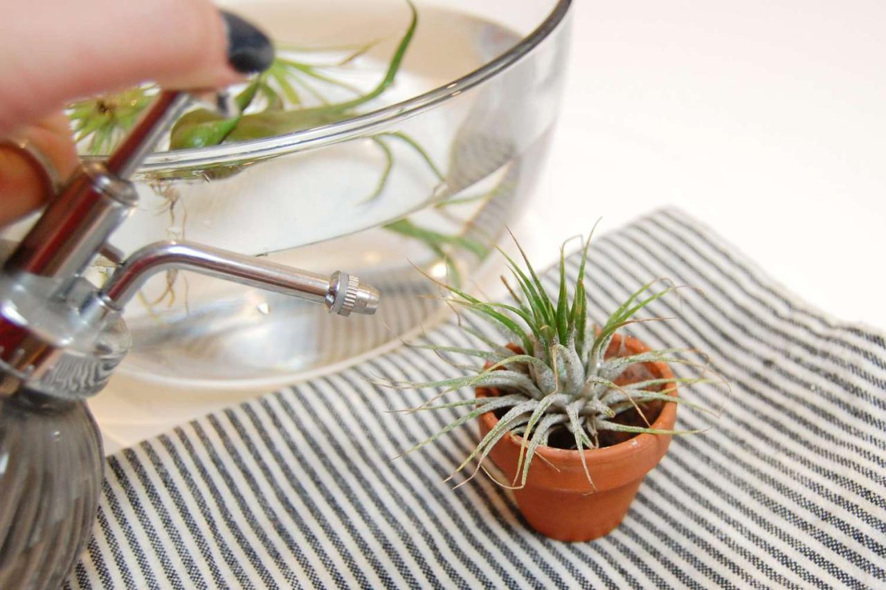 The Right Watering Schedule for Your Air Plants